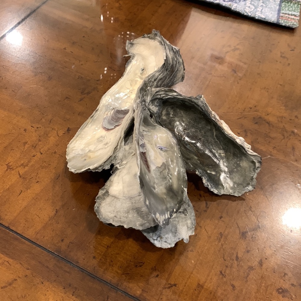Pretty, unique, genuine oyster shells, unique coastal decor